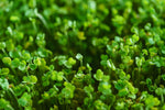 Growing your First Microgreen